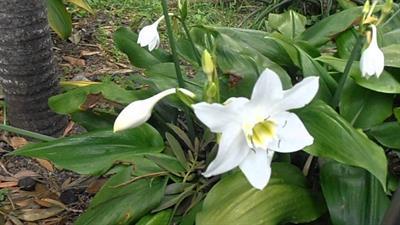 Eucharis grandiflora